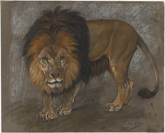 Studie eines Löwen