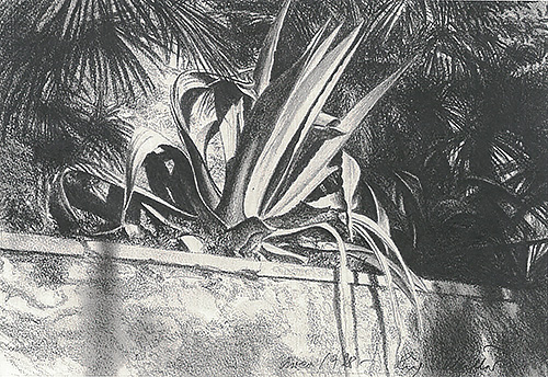 Agave in Arco