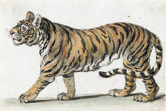 Study of a Striding Tiger