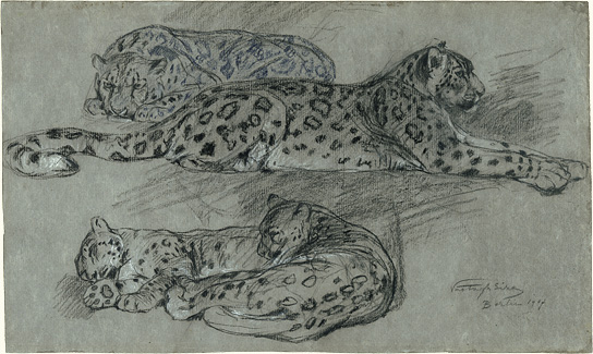 Ruhende Leoparden