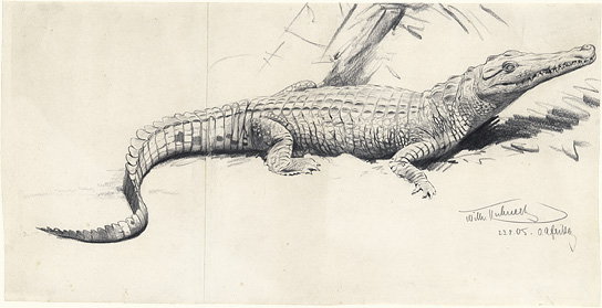 A Crocodile in East Africa