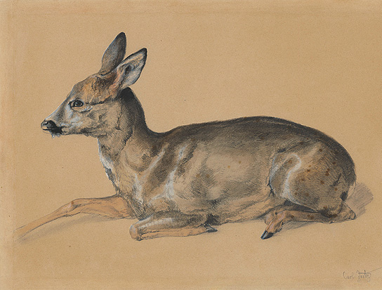 Study of a resting Deer