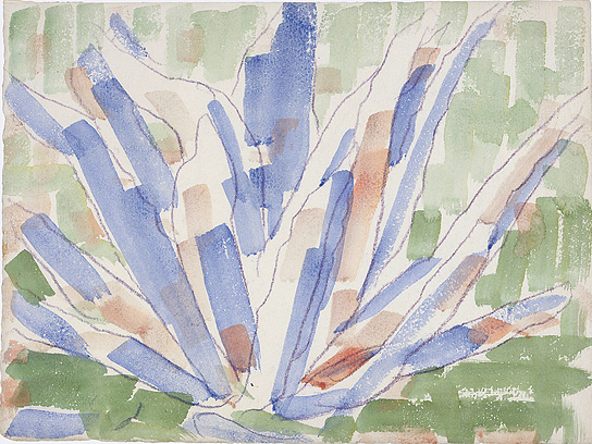 Study of an Agave