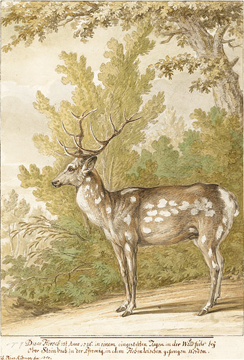 A Stag in a Copse