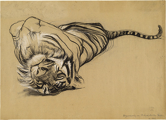 A Tiger Reclining on Its Back