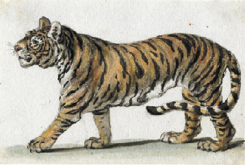 Gottfried Mind: Studie eines schreitenden Tigers